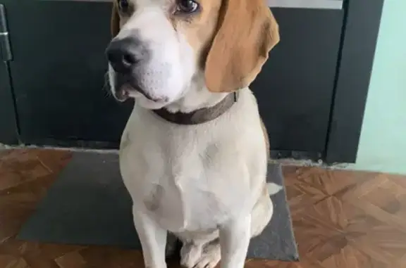 Найдена собака, Сочи, фото: Потеряшка с ошейником на Ульянова, 38, Сочи