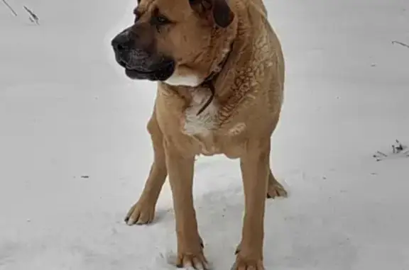 Пропала собака Пес Дунай, адрес: Конобеево-Никольское, Московская область.