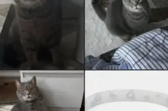Пропала кошка на Октябрьской, 228, Калач-на-Дону