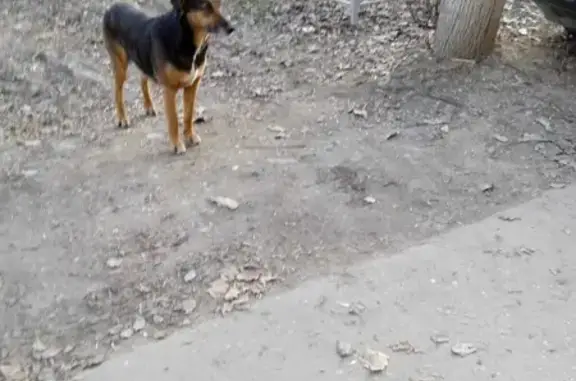 Найдена собака Мия, адрес: Владимирская улица, 16, Кохма
