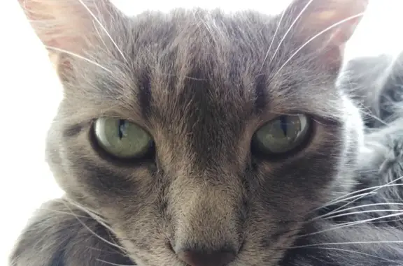 Кошки потеряшки, Ярославль, фото: Потеряшка кошка на Ленинградском проспекте, Ярославль