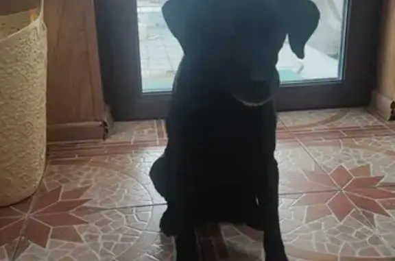Найден черный пес в СНТ 