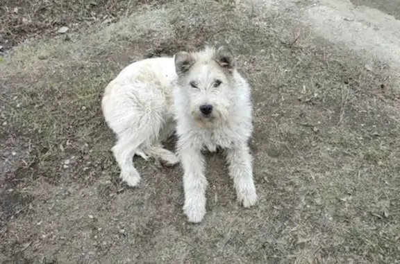 Пропала собака Бим на улице Бузулукской, Челябинск