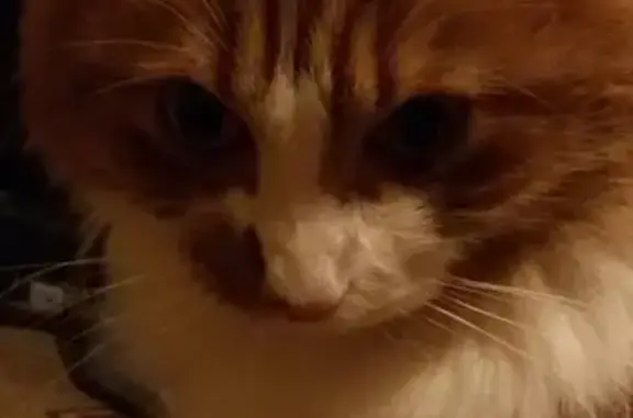 Кошки потеряшки, Санкт-Петербург, фото: Потеряшка кошка на Дунайском проспекте, СПб