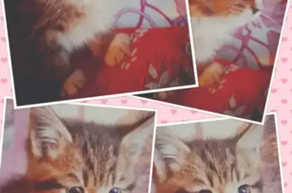 Найдена красивая кошка-котёнок в Пскове