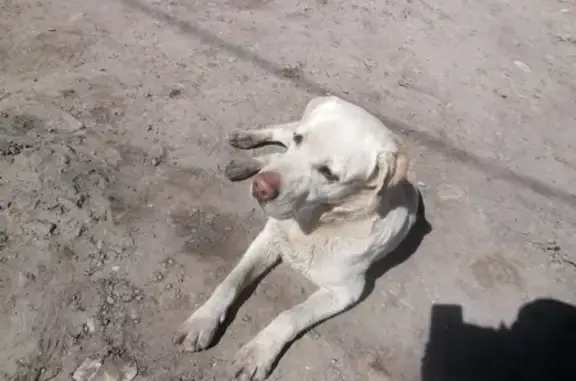 Собака Лабрадор пропала на Ясной улице, Пенза.