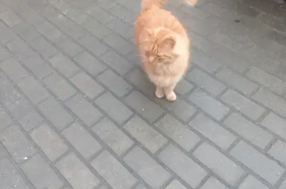 Дружелюбная кошка ищет дом: Краснопрудная ул. 67, Калининград