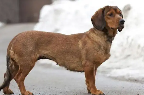 Пропала собака в Гагаринском городском поселении, Смоленская область