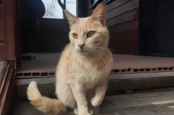 Найдена кошка в Марьино-Чублово, ищет хозяина
