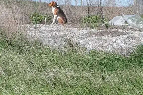 Найдена охотничья собака в Носово, ул. Мира 32А