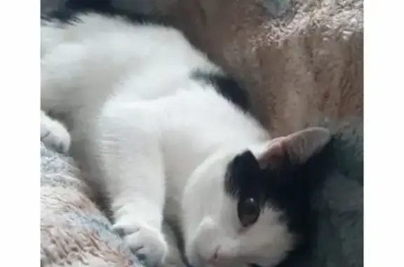 Пропала черно-белая кошка в Кушве, Свердловская область