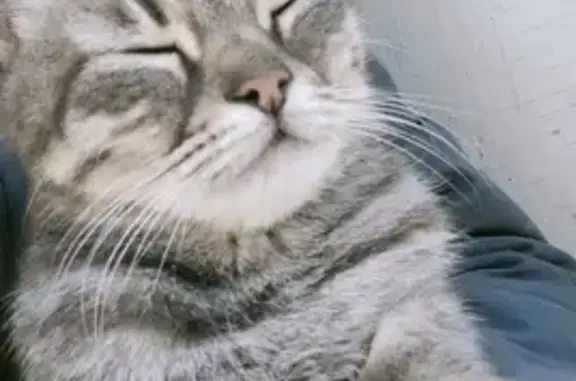 Найдена Британская кошка на Кировоградской, 27