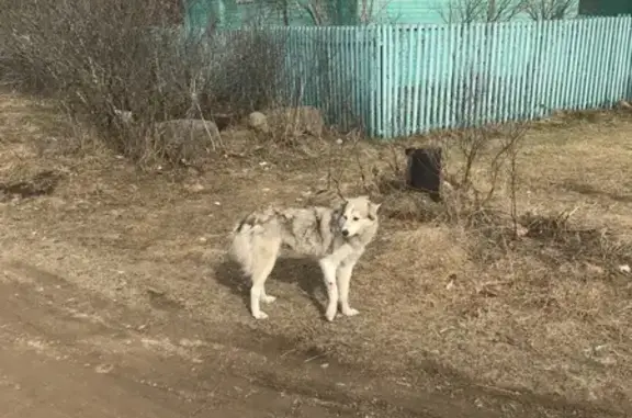 Найдена собака в Малой Липенке, Вологодская область