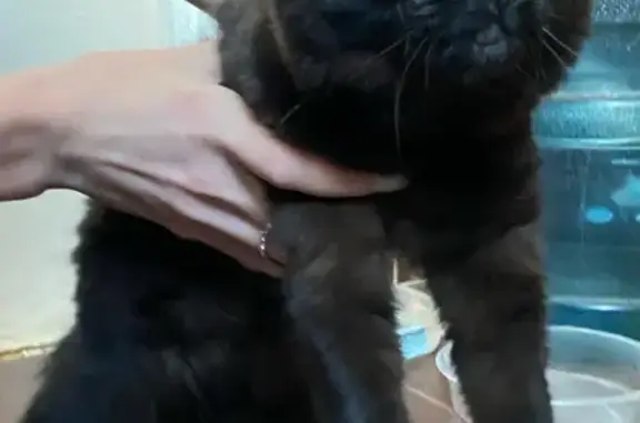 Найдена кошка на Ново-Астраханском шоссе
