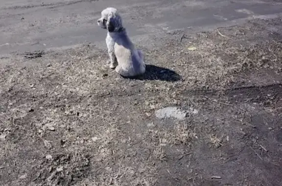 Собака найдена на Кирпичном переулке, 72