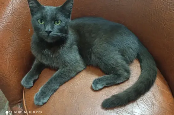 Найдена кошка на улице Мачуги, 82 в Краснодаре