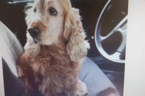 Пропала собака Ника в Саранске, нужен репост