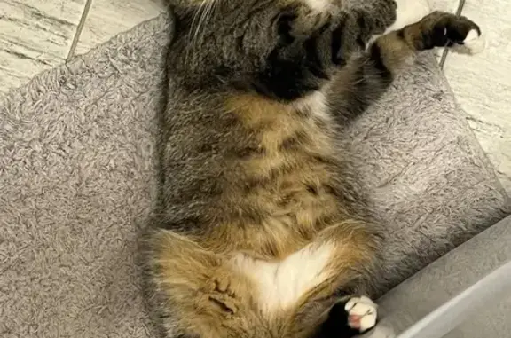 Кошки потеряшки, Ярославль, фото: Потеряшка кошка Фрося в поселке Кармановское, Ярославль