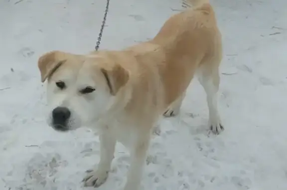 Пропала собака Лайма на Нежинской, Стерлитамак