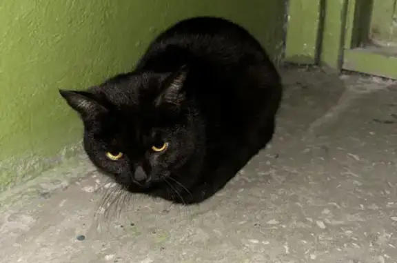 Найдена черная кошка на Московской 209
