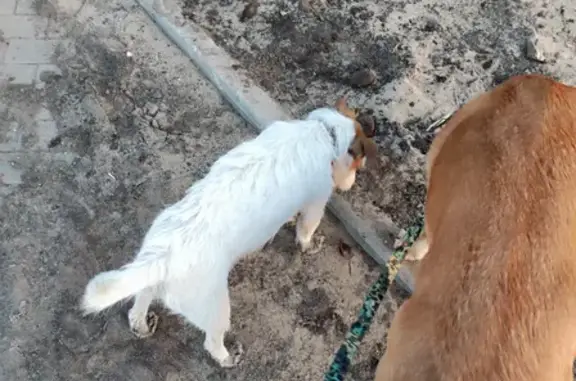 Найдена собака на Московской набережной, Чебоксары