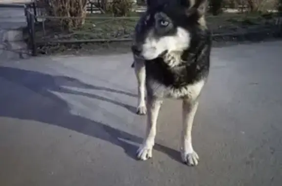 Найдена собака на Варшавской, дом 19 к2
