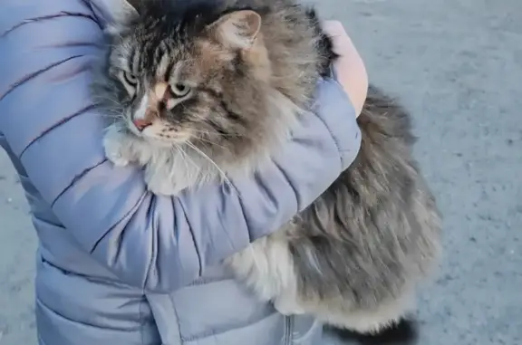 Найден домашний кот на Технической, 120 в Казани