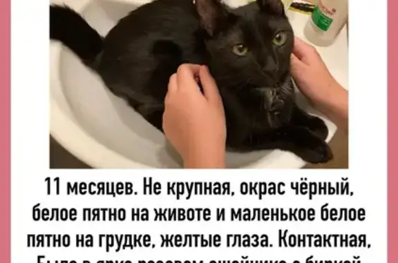 Пропала черная кошка с белым пятном в Московской области