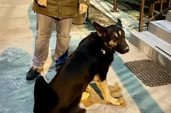Найдена собака на ул. Покрышкина, Краснодар