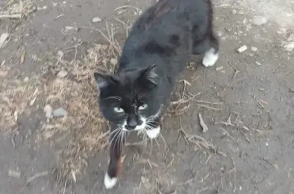 Найдена кошка Красавец на Первомайской улице