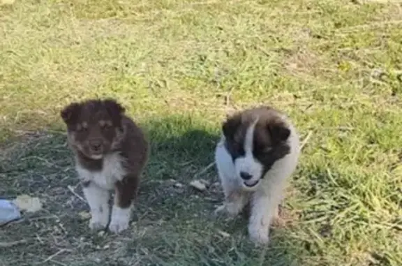 Срочно! Найдены щенки на улице Суворова, Черниковка