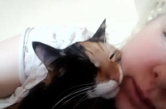 Потерянные животные Курган, фото: Пропала кошка Инга, ул. Урицкого 151, Курган