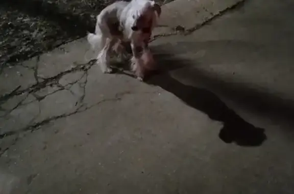 Собака Китайская хохлатая найдена в Одинцово на ул. Маршала Бирюзова