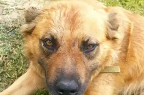 Пропала собака в Щёлково