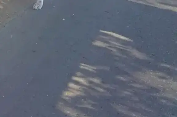 Пропала собака на улице Ленина, 42 в Угре