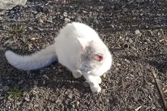 Найдена кошка на Северной улице, Катайск