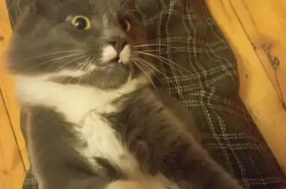 Кошки потеряшки, Смоленск, фото: Потеряшка кошка Мальчик на ул. Октябрьской Революции, 4, Смоленск