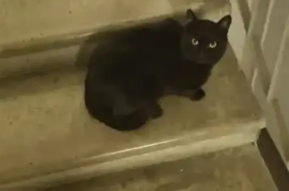 Найден черный кот на ул. Маршала Василевского, 7 к2