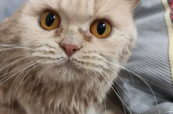 Найдена кошка на Рябиновой, Новосибирск