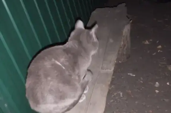Найден пепельный кот на ул. Шагонарская, Кызыл