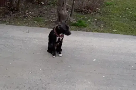 Найдена собака на ул. Ефремова, 9В в Наро-Фоминске