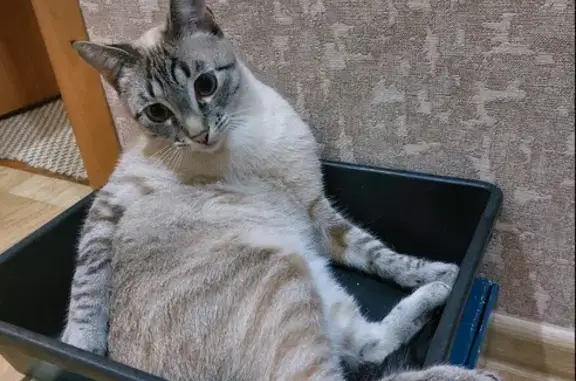 Пропал полусиамский кот на ул. Пугачёвская, Базарный Карабулак