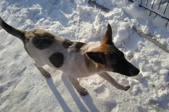 Пропала собака на улице Мира, Новосибирск