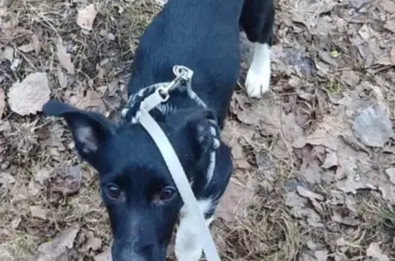 Пропала собака Щенок в Санкт-Петербурге