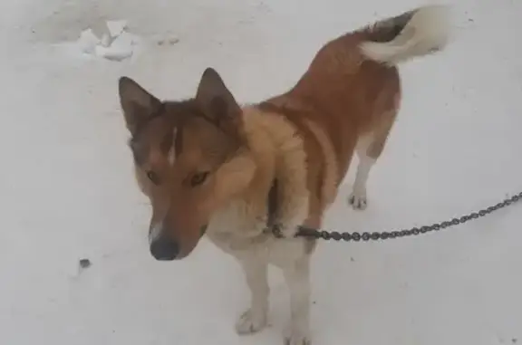 Пропала собака на улице Труда, 16, Советский район
