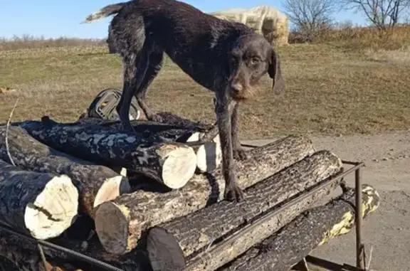 Пропала собака породы Дратхаар по адресу в Воронежской области