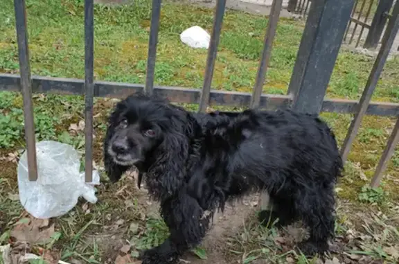 Собака на Почтовой 114, Брянск: черный кокер спаниель.
