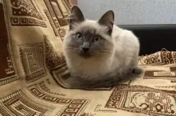 Потерянные животные Курган, фото: Пропала белая кошка с серым опалом на Профсоюзной улице