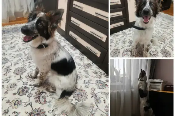 Найденные животные Ростов-на-Дону, фото: Найдена собака возле магазина Ассорти на Социалистической