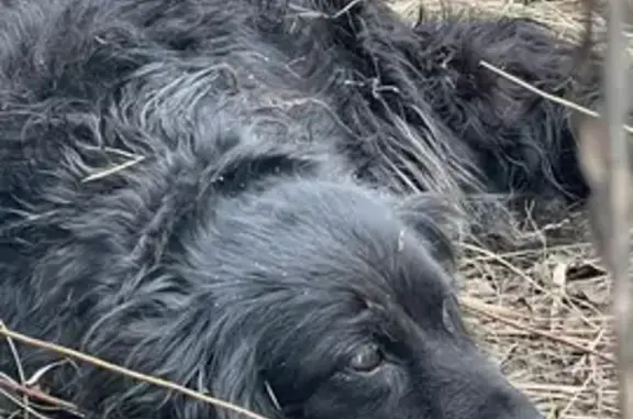 Найдена собака, Московская область, фото: Собака в ошейнике травмирована на Кудиновском шоссе